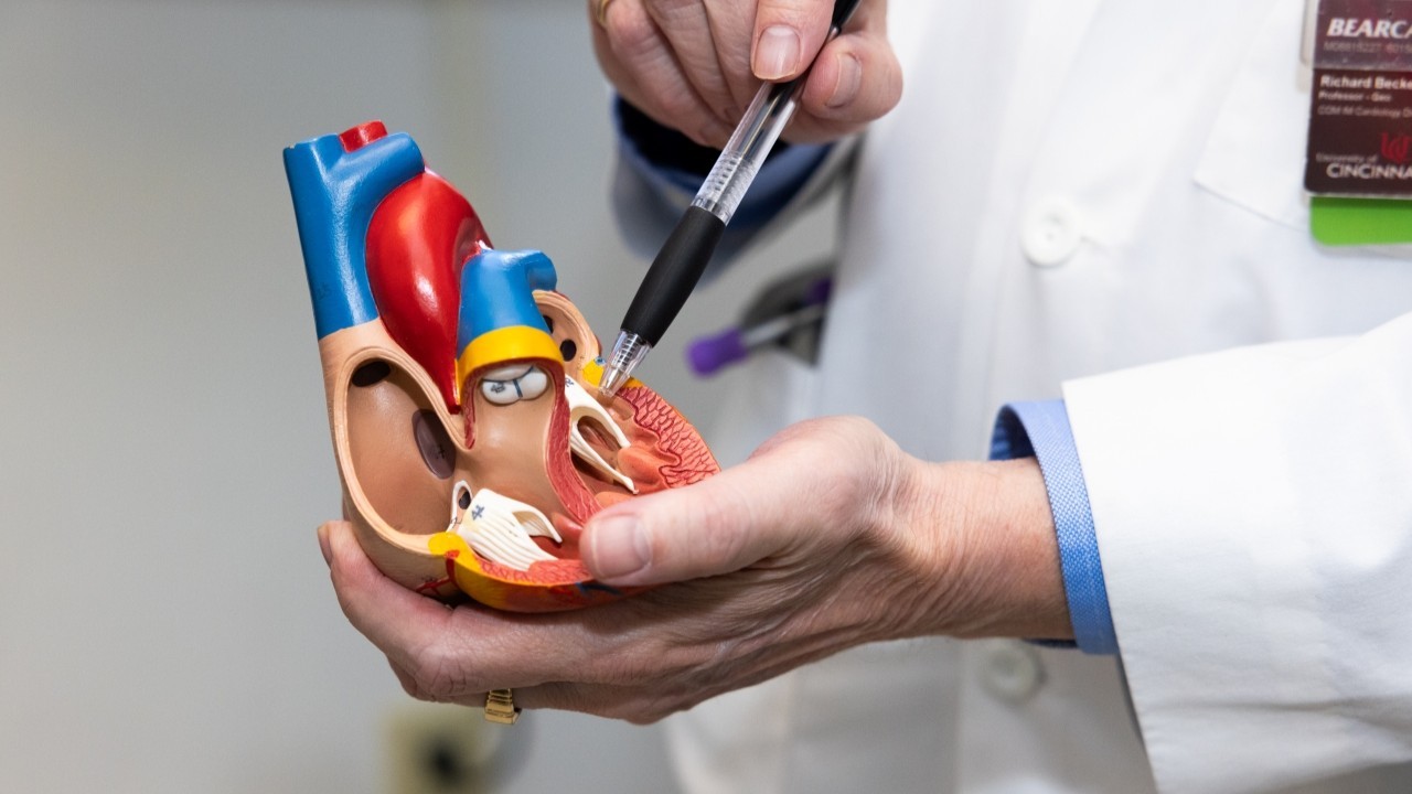 Physician holds a model of a heart and points to it with a pen. 