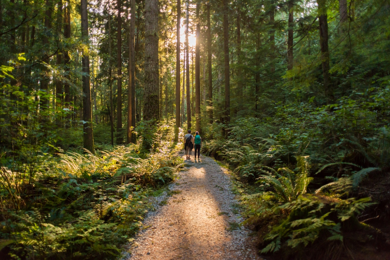 Two people walk in a forest as sunlight gleams through the trees. 