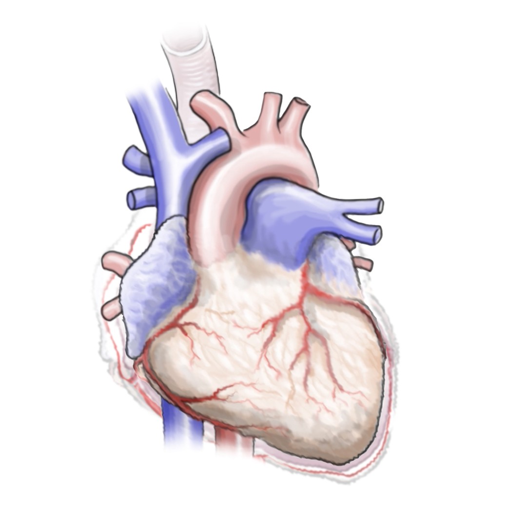 Illustration of human heart