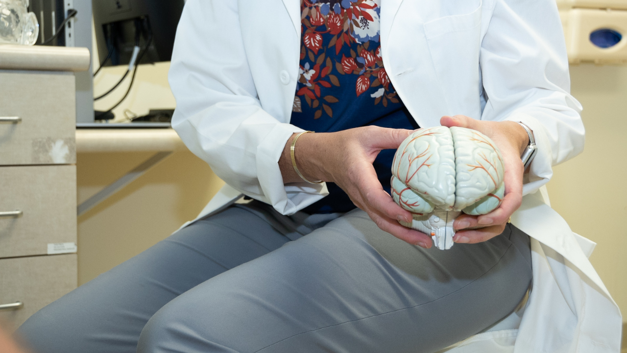 Physician holds a model of a human brain