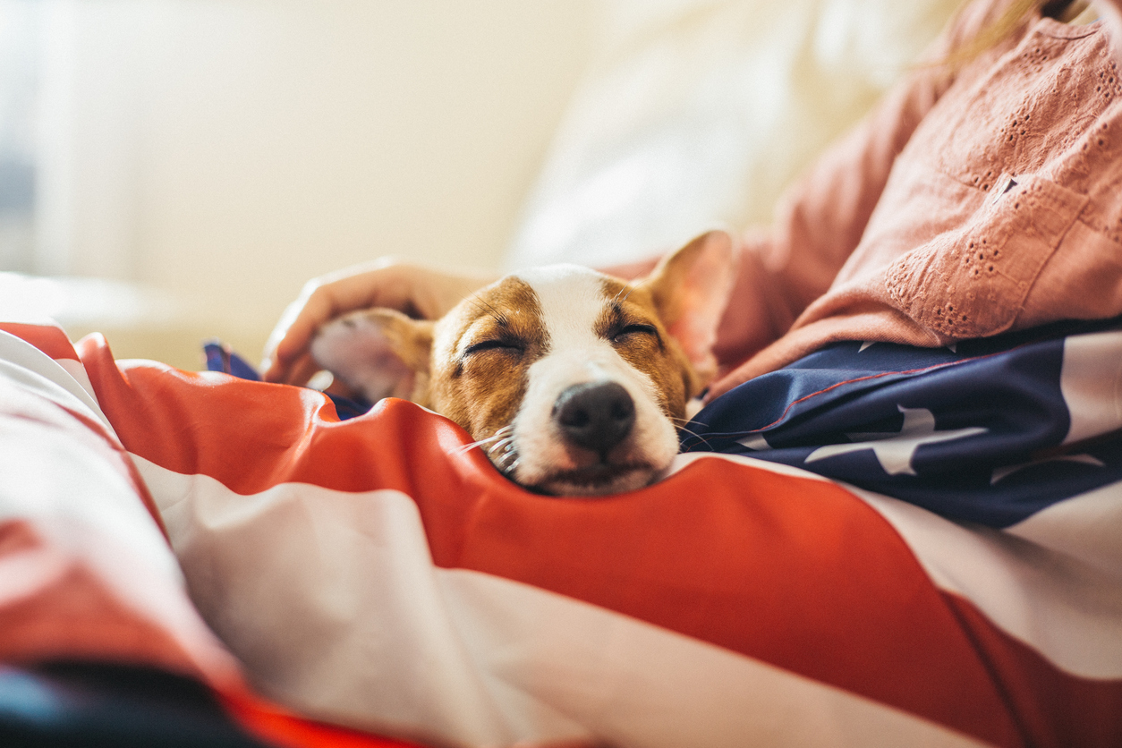 Dog sleeping indoors with an American flag blanket, safely away from fireworks. 