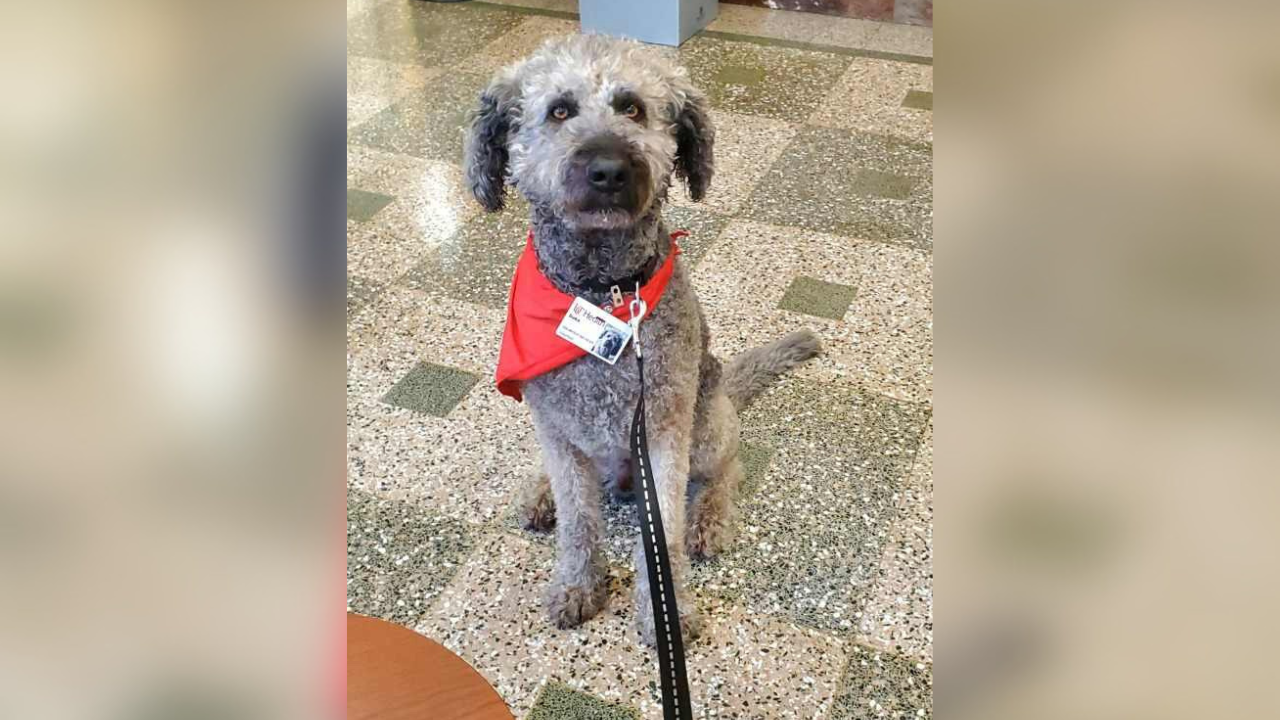Pet therapy dog