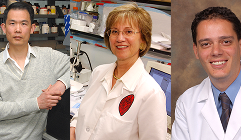 University of Cincinnati Researchers Identify Genetic Variant Linked to Heart Malfunction
