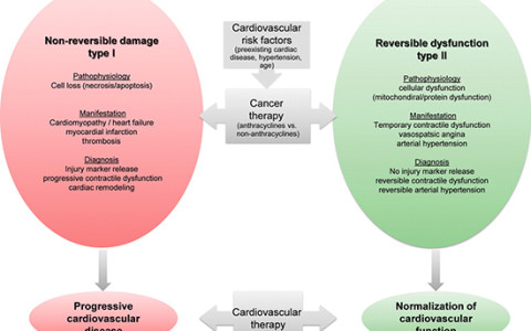 Cardio-oncology Program Launches Multi-Pronged Approach to Understanding, Treating, and Preventing Cardiotoxicity in Cancer Patients