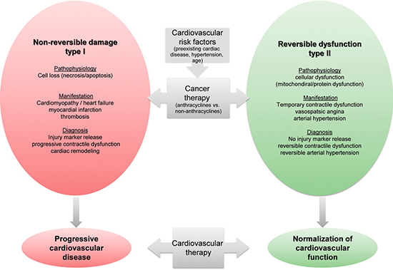Image courtesy of T.M. Suter & M.S. Ewer Cancer drugs and the heart: importance and management. European Heart Journal, 2012, Jul 12 08:04, 3.