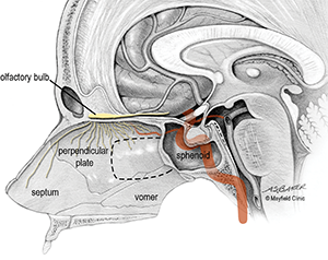 Zimmer_Figure-1A_CMYK