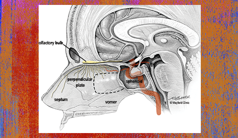 Quality of Life (QOL) Research after Endoscopic Pituitary Surgery Shows Marked Improvement at Three Months