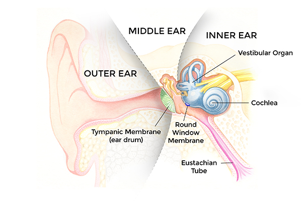 Otonomy-Ear-Illustration-FIN-larger-300res-v2_Samy-600