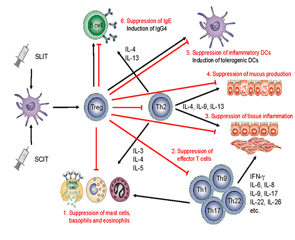 Mechanisms of allergen-specific immunotherapy and the role of regulatory T cells in allergic diseases. An allergen is taken up by regional dendritic cells leading to the induction of regulatory T cells. These cells suppress allergic responses directly and indirectly by the following mechanisms. 1. Suppression of mast cells, basophils and eosinophils. 2. Suppression of effector T cells. 3. Suppression of inflammatory cell migration to tissues and tissue inflammation. 4. Suppression of mucus production. 5. Suppression of inflammatory dendritic cells and induction of tolerogenic dendritic cells. 6. Suppression of allergen-specific IgE and induction of IgG4 from B cells. Reference: Fujita et al. Clinical and Translational Allergy 2012 2:2 doi:10.1186/2045-7022-2-2