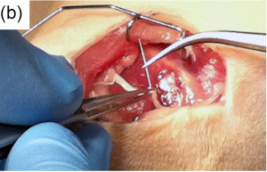 Vennemeyer-JBA-Fig1b+Ltr