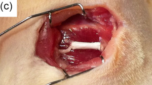 Vennemeyer-JBA-Fig1c+Ltr