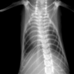 X-ray of normal mouse